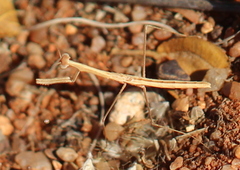 Mantodea