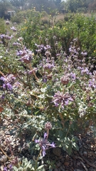 Salvia chionopeplica