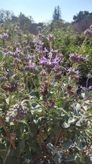Salvia chionopeplica