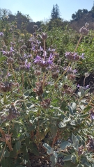 Salvia chionopeplica