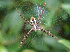 Argiope versicolor