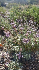 Salvia chionopeplica