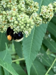 Bombus griseocollis