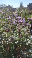 Salvia chionopeplica
