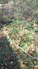 Salvia chionopeplica