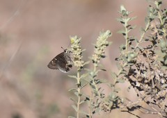 Cogia hippalus hippalus