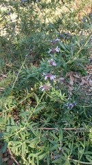 Salvia chionopeplica