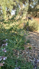 Salvia chionopeplica