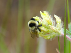 Bombus armeniacus