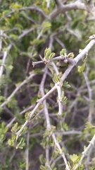 Porlieria chilensis