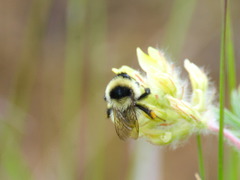 Bombus armeniacus