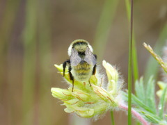 Bombus armeniacus
