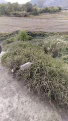 Porlieria chilensis