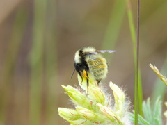 Bombus armeniacus