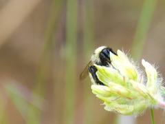 Bombus armeniacus