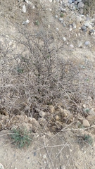Porlieria chilensis