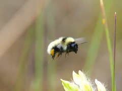Bombus armeniacus