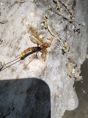 Megarhyssa macrurus icterosticta