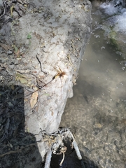 Megarhyssa macrurus icterosticta