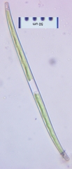 Closterium gracile