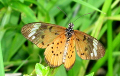 Acraea encedon encedon