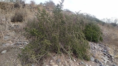 Porlieria chilensis