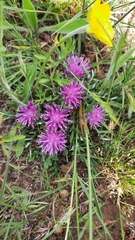 Jurinea humilis