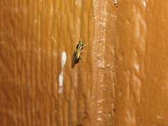 Cephalochrysa canadensis