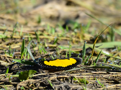 Xanthyris flaveolata