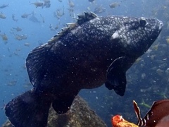 Epinephelus daemelii
