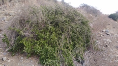 Porlieria chilensis