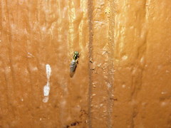 Cephalochrysa canadensis