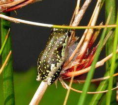 Hyperolius marmoratus marmoratus