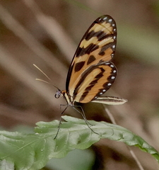 Mechanitis lysimnia utemaia
