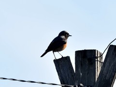 Phoenicurus phoenicurus