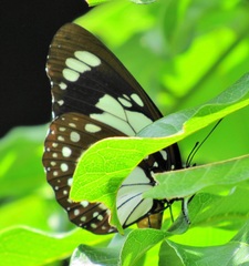 Charaxes wakefieldi