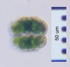 Cosmarium ornatum