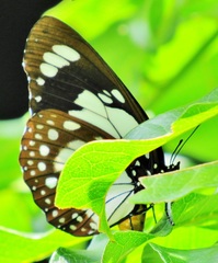 Charaxes wakefieldi