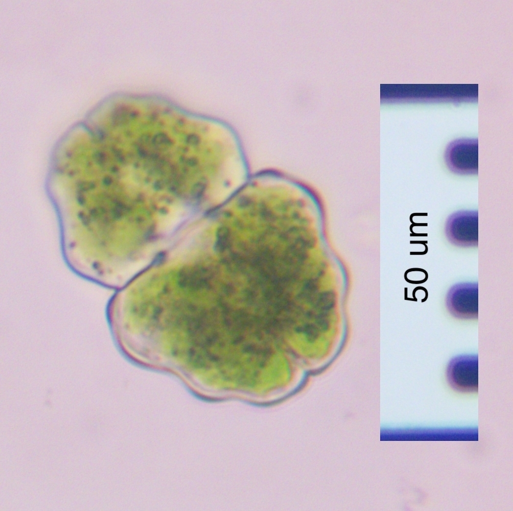 Euastrum inerme