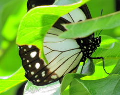 Charaxes wakefieldi