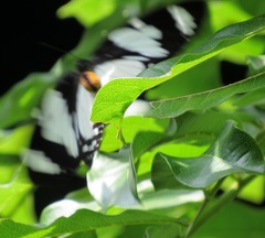 Charaxes wakefieldi