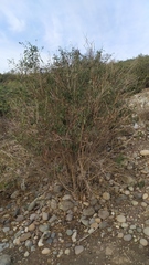 Cestrum parqui