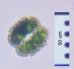 Cosmarium ornatum