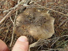 Russula vinaceocuticulata