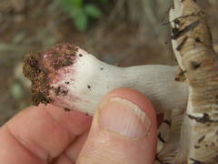 Russula vinaceocuticulata