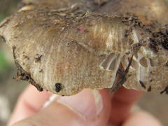 Russula vinaceocuticulata