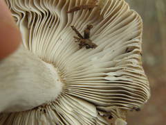 Russula vinaceocuticulata