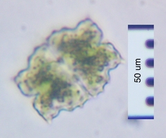 Euastrum denticulatum