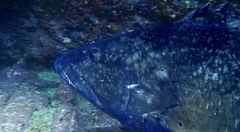 Epinephelus daemelii