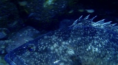 Epinephelus daemelii